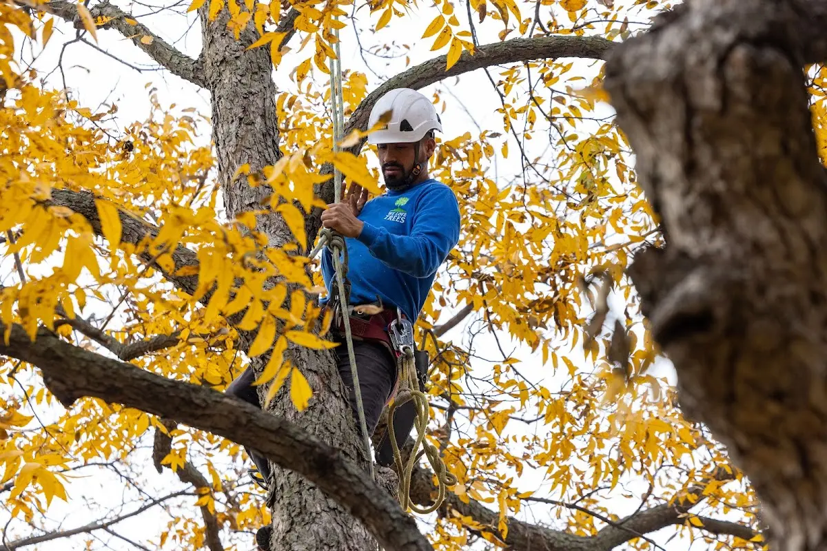 Skilled Tree Planting crew working in Vestaburg